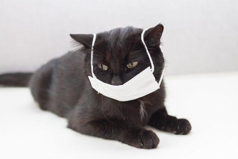 CatWithMask Vet talk viruses - My Pets Vet